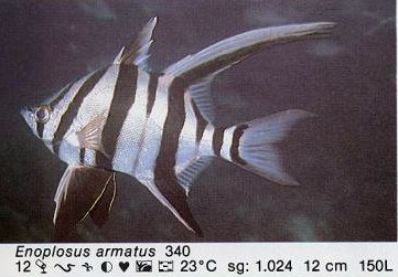 Enoplosus armatus